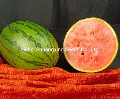 Hybrid F1 Oval Shape Red Flesh Watermelon Seeds For Planting China