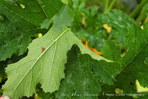 Ants leave pheromone trails to point the way to food. Growin & Crowin - Bringing back the Homestead: :: Let's ...