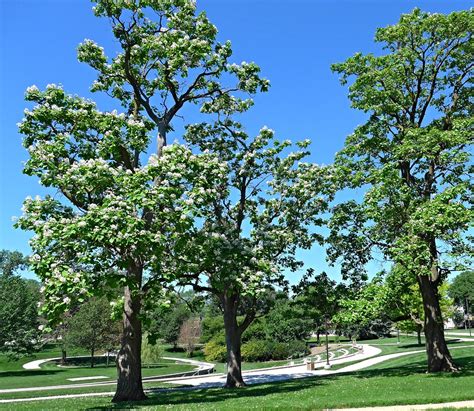 Northern Catalpa Catawba Trees In Bloom Nebraska Statewide Arboretum