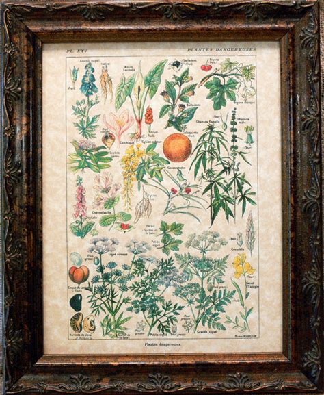 An Antique Framed Botanical Print With Various Plants And Flowers On It