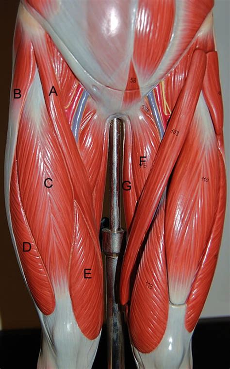 Upper Leg Muscles Anatomy