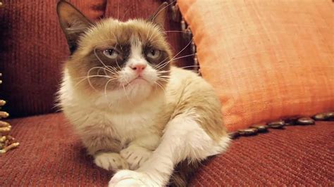 Petco Interviews Grumpy Cat at SXSW - Presented By Petco - YouTube