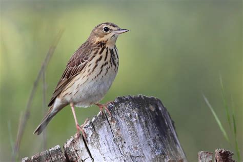 Meadow Tree And Olive Backed Pipit Photo Id Guide Birdguides