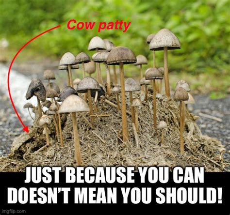 Magic Mushroom Meme Captions More