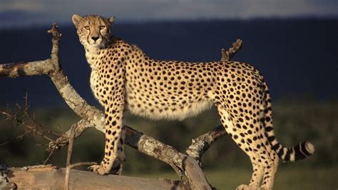 Beautiful African Animals Safaris Worlds Most Dangerous