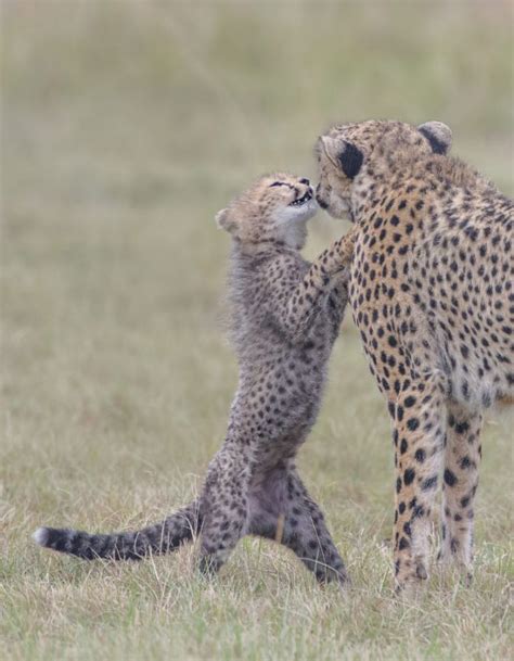 Cheetah Moms Playful Moment With Her Smiling Cubs Caught On Camera It