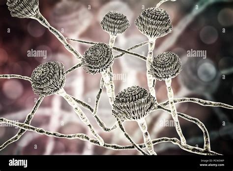 Aspergillus Hi Res Stock Photography And Images Alamy