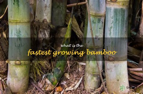 Discover The Incredible Speed Of The Fastest Growing Bamboo Shuncy