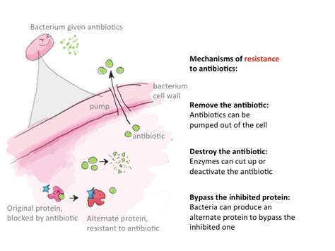 Antibiotic Resistance Old Genes New Problems Science In The News
