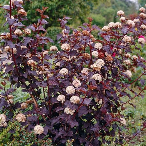 Physocarpus Opulifolius Diabolo Pbr Ninebark Plants Garden