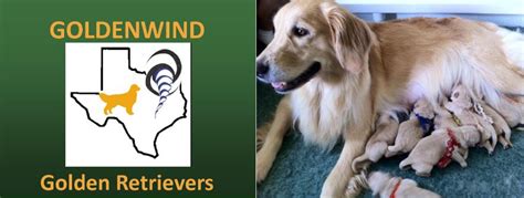 They may not be golden retriever puppies, but these cuties are available for adoption in austin, texas. Goldenwind Golden Retrievers - Texas Golden Retriever ...
