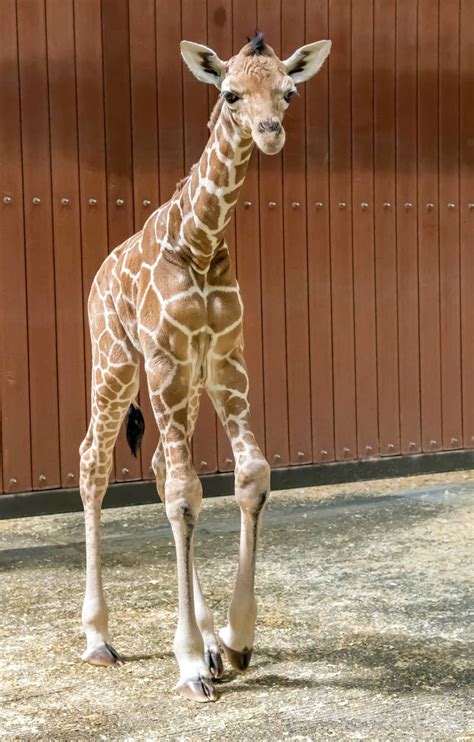 Download Baby Giraffe Long Legs Wallpaper