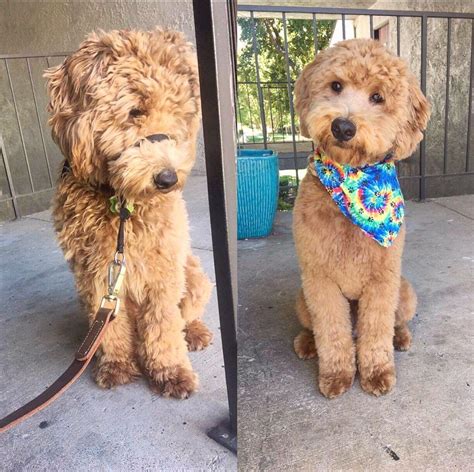 Top 99 Pictures Dog Grooming Pictures Before And After Stunning