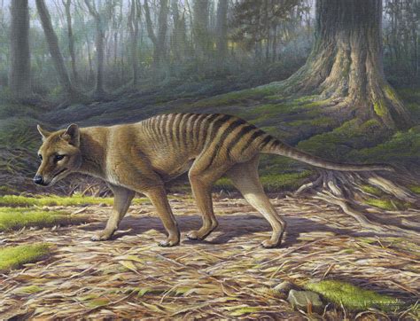 Thylacine In The Forest Painting By Paschalis Dougalis Fine Art America