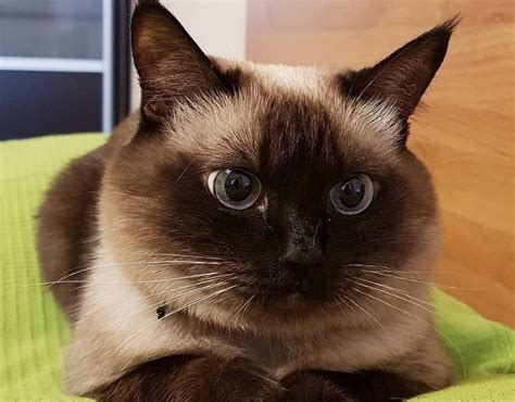 Siamese are really a breed unlike any other. 50 Female Siamese Cat Names - The Paws