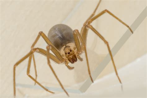The Brown Recluse Spider Or Violin Spider Loxosceles