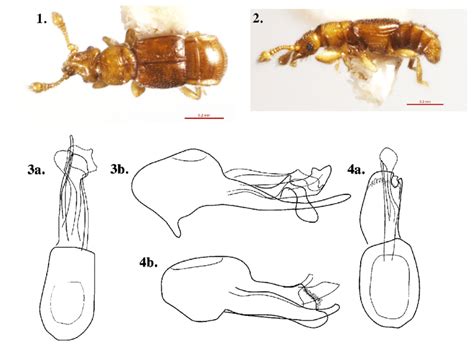 Bibloplectus Male Dorsal Habitus Fig 2 Bibloplectus Male Lateral