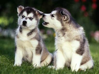 Husky Puppies Adorable Wallpapers Puppy Dog Huskies