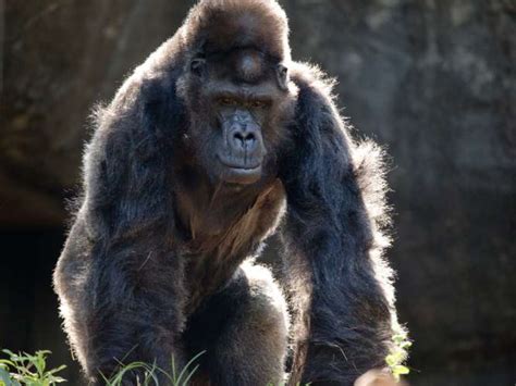 Western Lowland Gorilla Zoo Atlanta