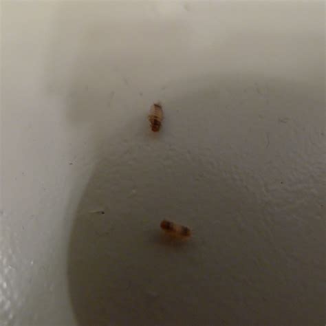10 Undeniable Facts About Bed Bugs Larvae Moreoo