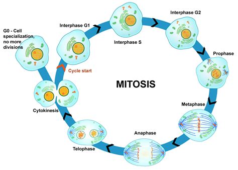 Mitosis And Cytokinesis Read Biology Ck 12 Foundation