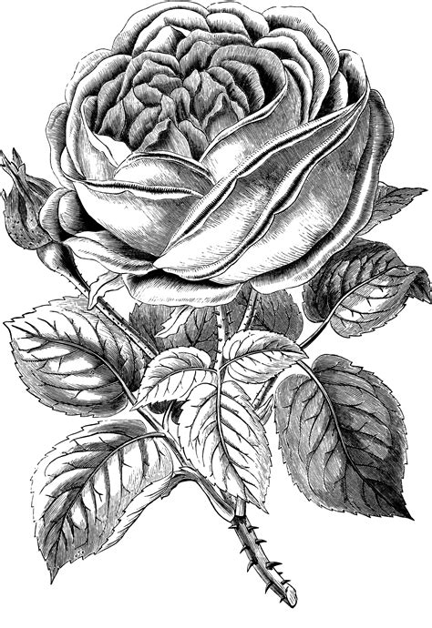Free Vintage Rose Clip Art Image Oh So Nifty Vintage Graphics Clipartix