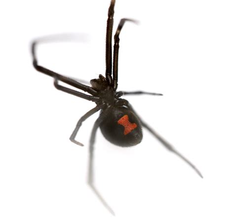 Black Widow Spider Latrodectus Mactans Antivenin Patient