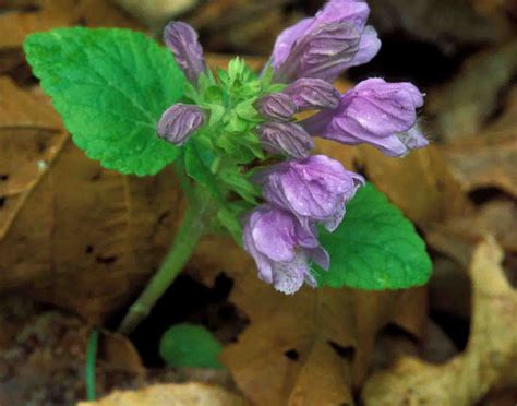Kentucky Native Plant And Wildlife Plant Of The Week Meehans Mint