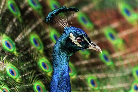 Male Peacock Photograph By Keith R Allen