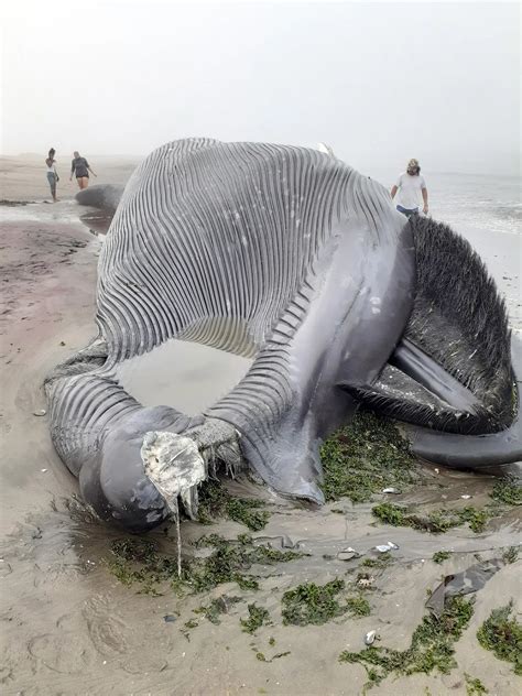 Critically Endangered Blue Whale Washes Up On Namibian Coast