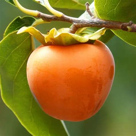 Hachiya Asian Persimmon Tree From Stark Bros Persimmon Fruit Fruit Trees
