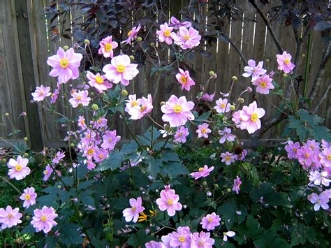 Japanese Anemone A Great Sun Or Shade Late Flowering Plant Planting