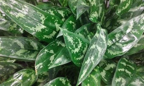 Aglaonema Emerald Beauty House Plant House Plants Indoor Tropical