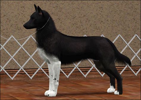2nd Simnational Level 1 Sims Kennel Club