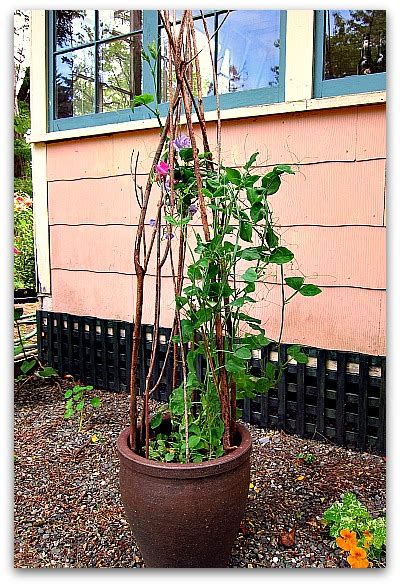 How To Make A Trellis For Your Potted Plants Tall Clover Farm