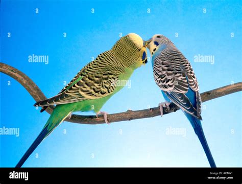 2 Two Pair Couple Green And Blue Budgie Feeding Each Other Love Kiss