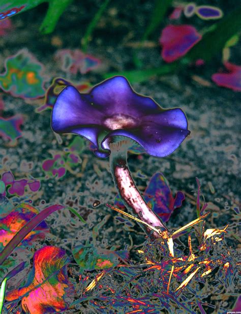 Psychedelic Photography Contest Pictures Image Page 2