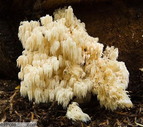 Coral Hydnum Mushroom Stuffed Mushrooms Edible Mushrooms Mushroom Fungi