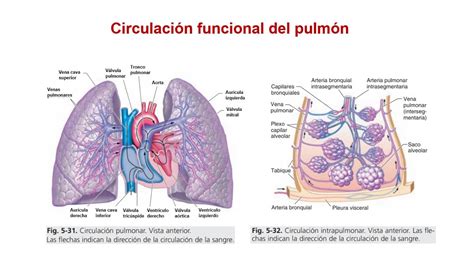 Segmentación bronquial Circulación funcional del pulmón YouTube