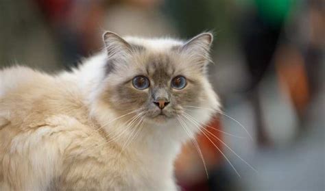 Birman Cat Weight By Age Full Guide My British Shorthair Cat