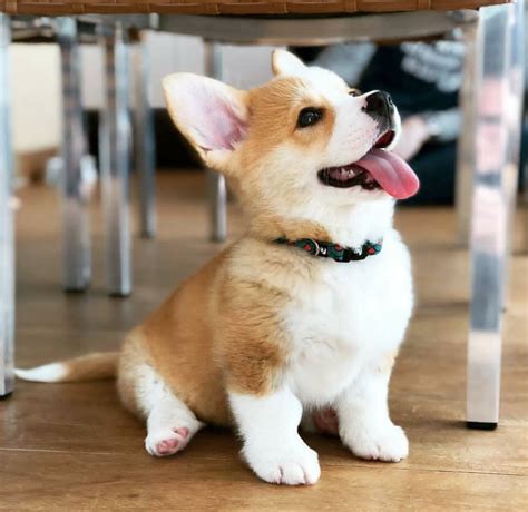 The Most Adorable Corgi I Have Ever Seen In My Life Aww
