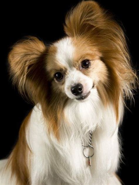 Papillon Dog Appearance Characteristics Temperament And More