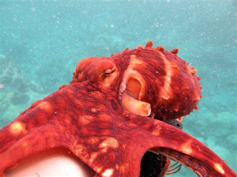Hawaiian Day Octopus Lives Off Wailea Beach Wailea Beach Animals