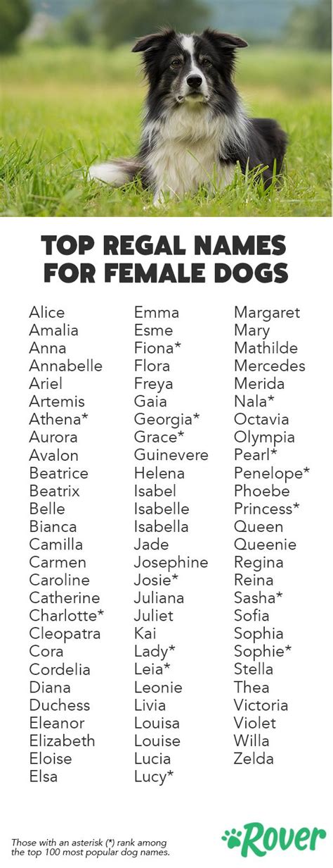 Unique Male Dog Names And Meanings Inbabu