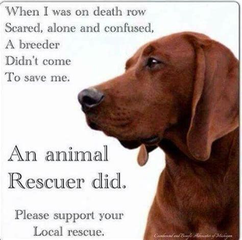 Animal Rescue Animal Quotes Rescue Quotes Dog Quotes