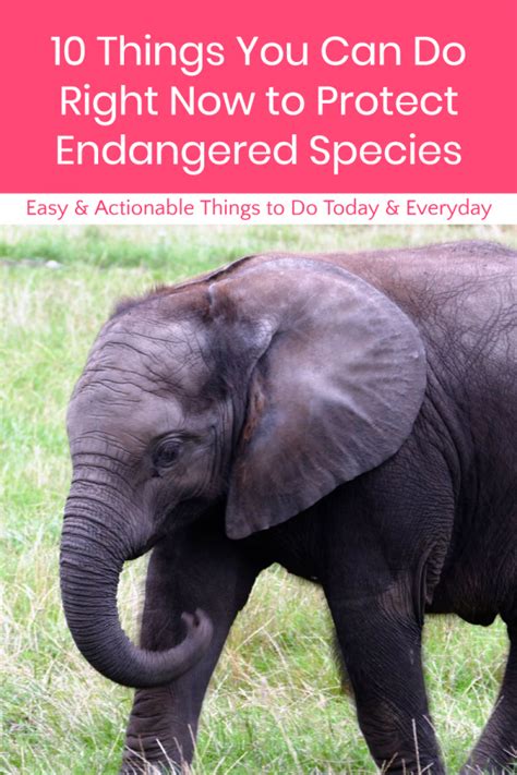 10 Things You Can Do Today And Everyday To Protect Endangered Species