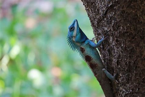 Blue Crested Lizard Stock Image Image Of Blue Climbing 256572117