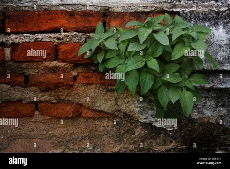 Creeper Plant High Resolution Stock Photography And Images Alamy