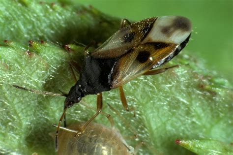 Mușcături și înțepături De Insecte Simptome Medic Info