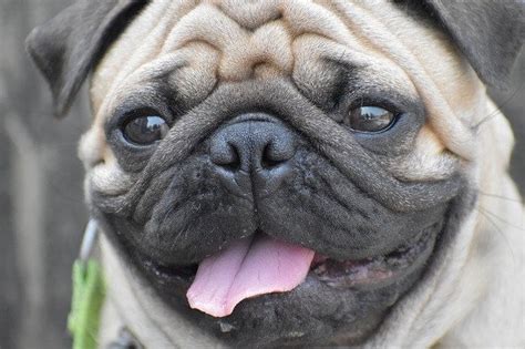 12 Most Popular Flat Faced Dog Breeds Brachycephalic Dog List